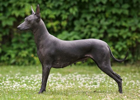  Xoloitzcuintli: Ancestral Companion - Exploring Ancient Mesoamerican Dog Rituals